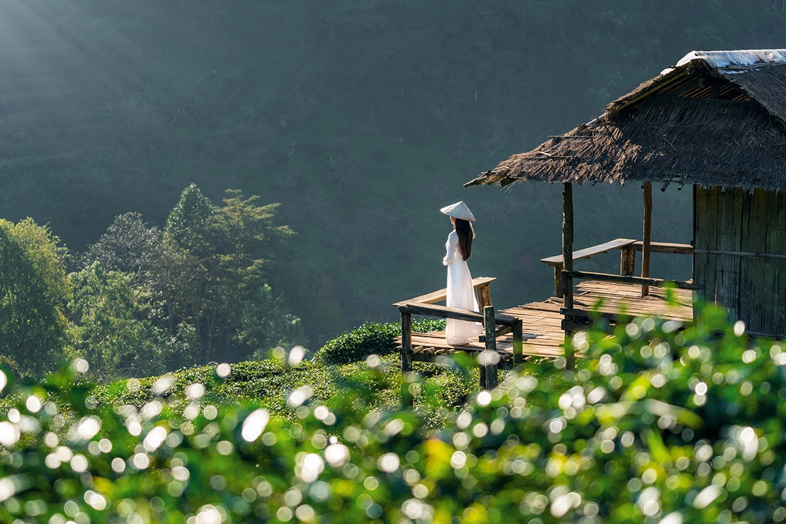 asian woman wearing vietnam culture traditional green tea field doi ang khang chiang mai thailand