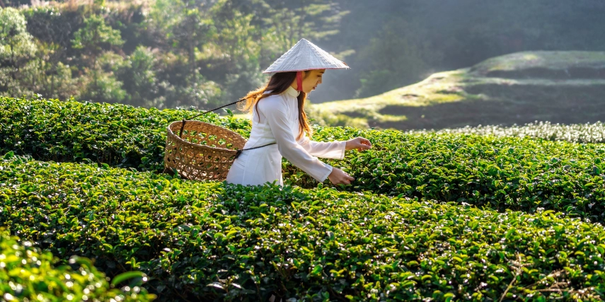 áo dài may sẵn